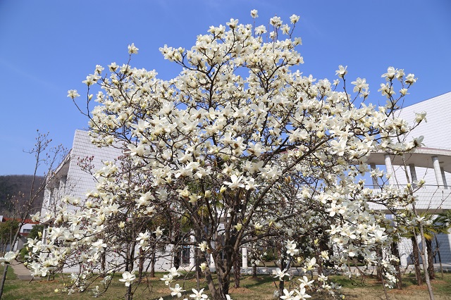 湖東院區(qū)亭亭玉立的白玉蘭