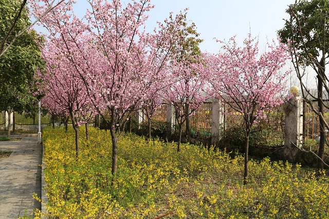 高鐵加壓站花兒迎春到