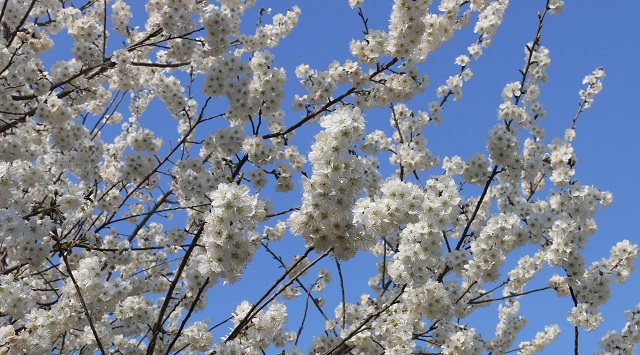 羊山院區(qū)櫻桃花盛開