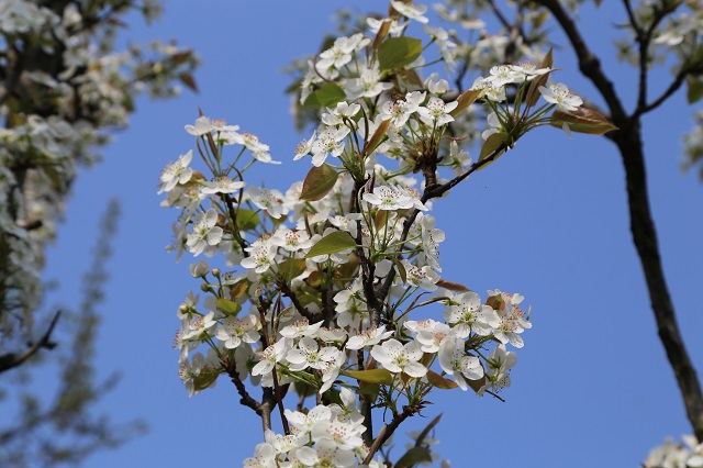 湖東梨花清新淡雅
