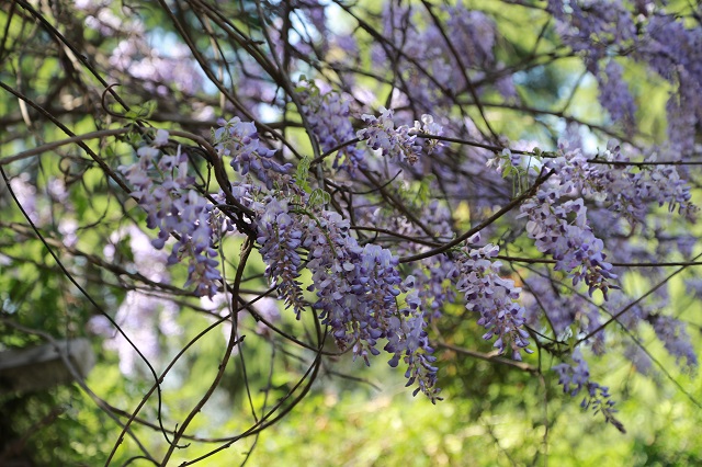 南灣水廠紫藤花串串似風(fēng)鈴