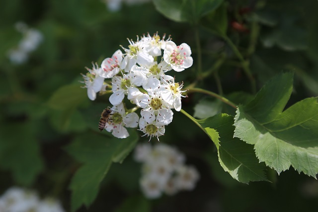 南灣取水頭部山楂花美引蜂醉