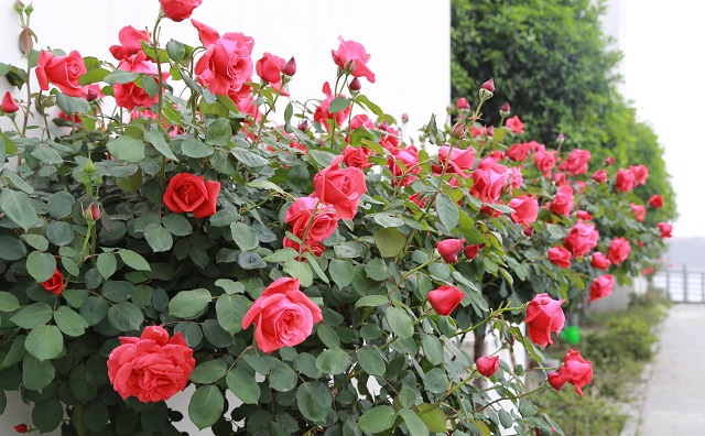 南灣取水頭部月季熱情似火