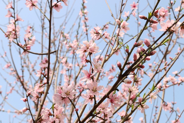 羊山院區(qū)桃花朵朵開