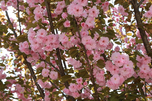 湖東櫻花盛開一簇簇