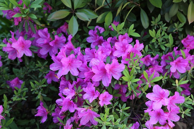 羊山院區毛杜鵑——回看桃李無顏色 映得芙蓉不是花