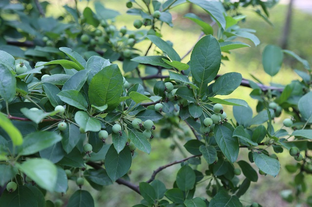 羊山海棠果——生機勃勃搶春色