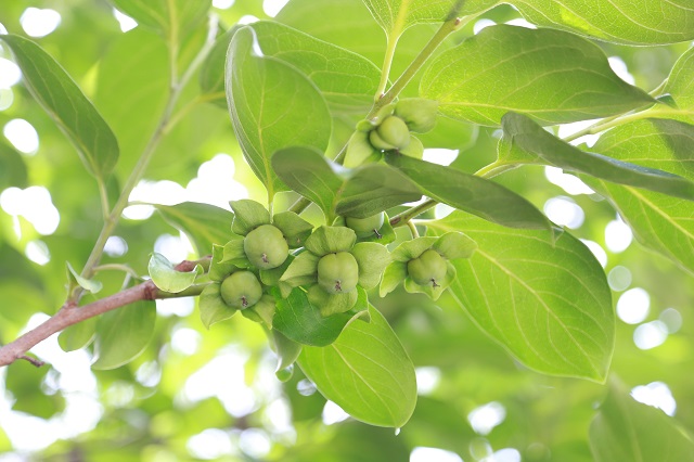 湖東取水頭部小柿子——齊齊隱于綠帳中