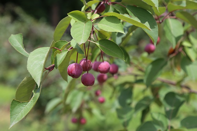 湖東海棠果——縷縷日光照紅妝