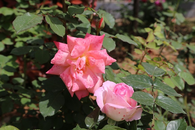 羊山院區月季——枝頭長借日邊紅