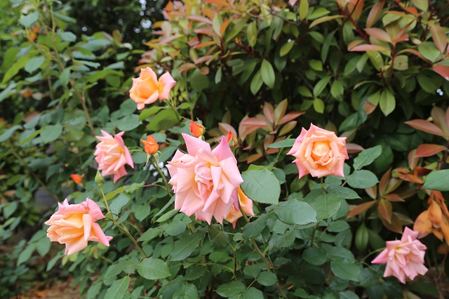 羊山院區月季——朵朵破萼施粉黛