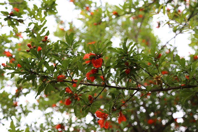 羊山石榴花——濃綠萬枝點點紅