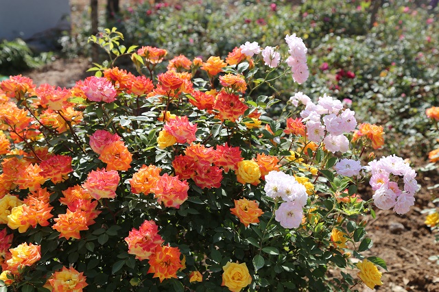 南灣水廠——月季芬芳品萬種 一年四季展芳華