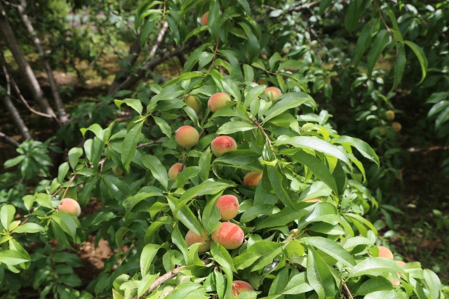 湖東取水頭部桃子——微風拂面相映紅