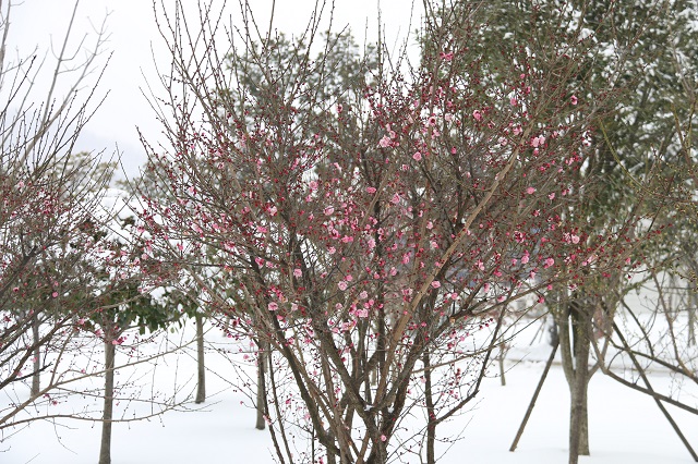 湖東院區(qū)梅花傲寒盛開