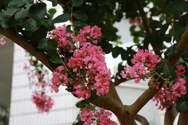湖東水廠——庭前紫薇初作花