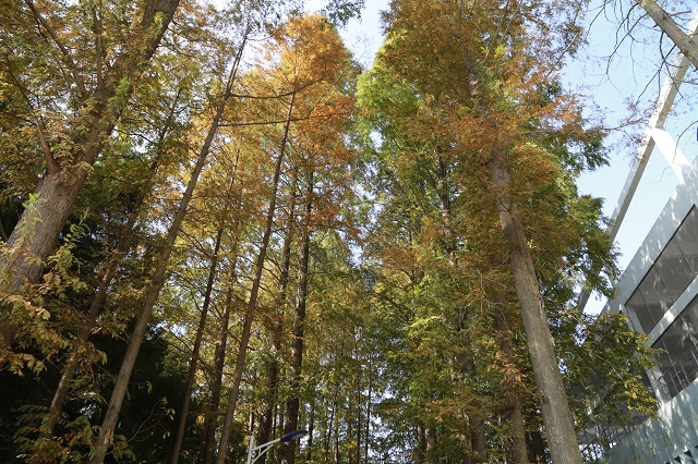南灣水廠——水杉直聳向云端 氣勢軒昂非等閑