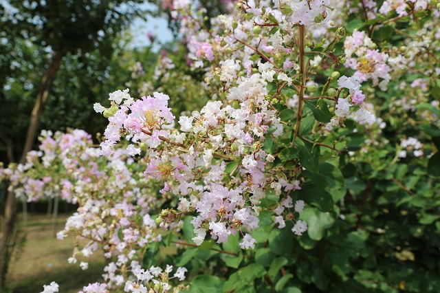湖東紫薇——曉迎秋露一枝新