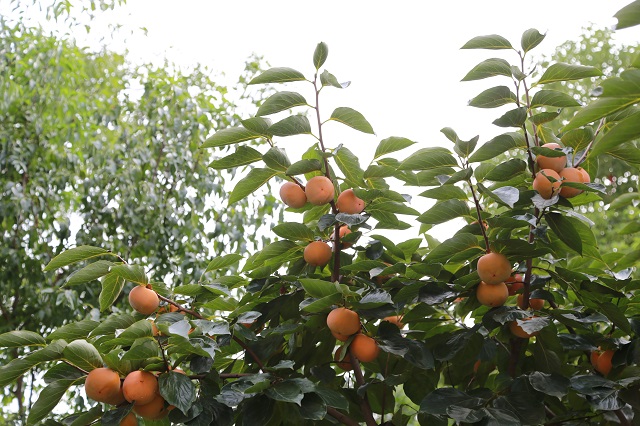 羊山柿子——秋林綠葉晚霜嚴  熟蒂甘香味獨兼