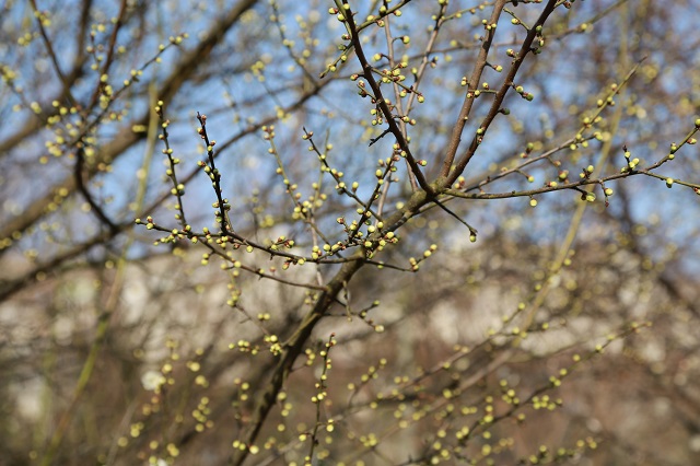 湖東梅花——不知蘊藉幾多香 但見包藏無限意