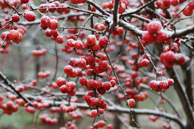 羊山院區——碎碎落瓊芳 意意動海棠