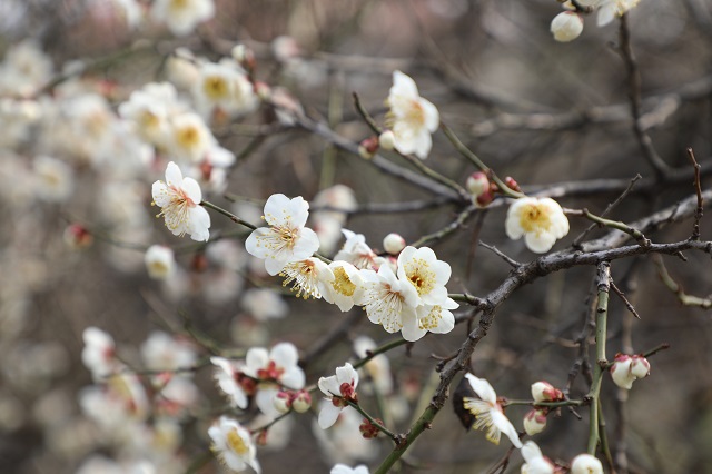 湖東梅花——寒梅點綴瓊枝靚
