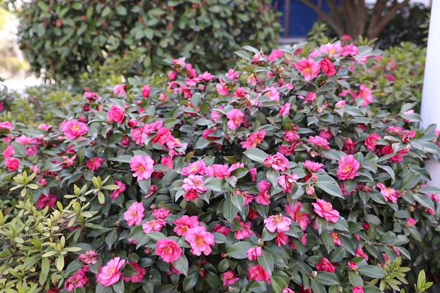 高鐵加壓站茶花——今日偏知春氣暖 紅粉上妝最相宜