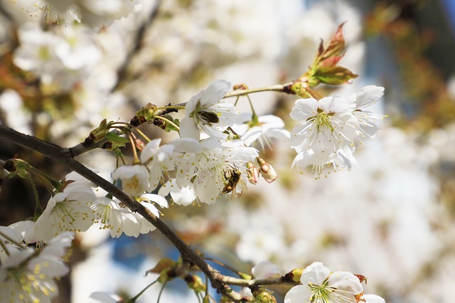 羊山櫻桃花——作蜜不忙采蜜忙 蜜成又帶百花香