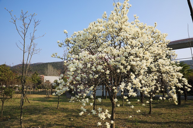 湖東白玉蘭——綽約新妝玉有輝 霓裳羽衣雪成圍
