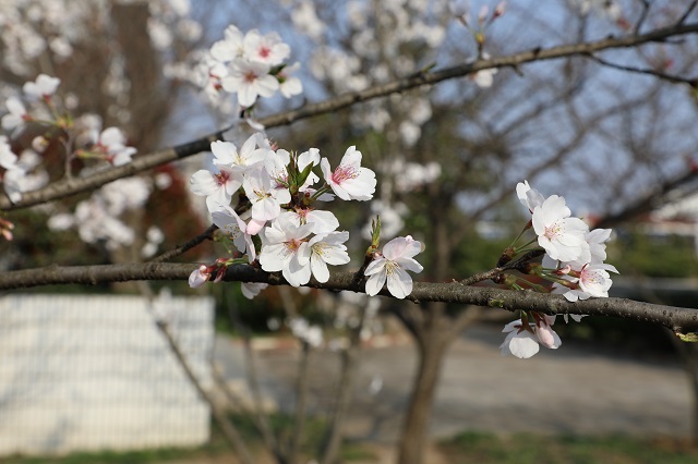 湖東櫻花——素面翻嫌粉涴 洗妝不褪唇紅