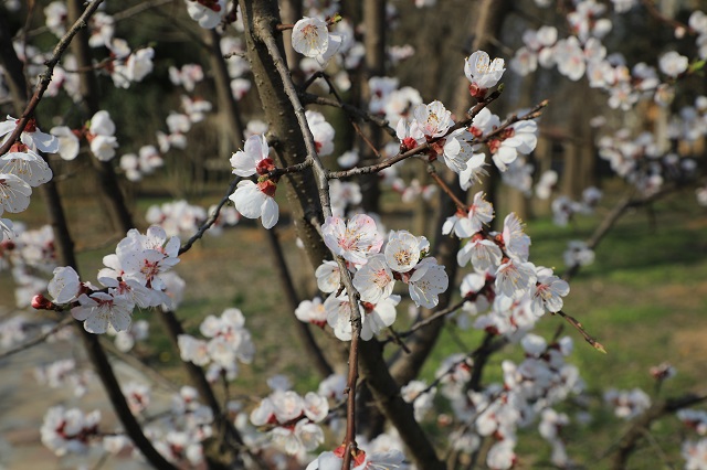 湖東杏花——杏子梢頭香蕾破 淡紅褪白胭脂涴