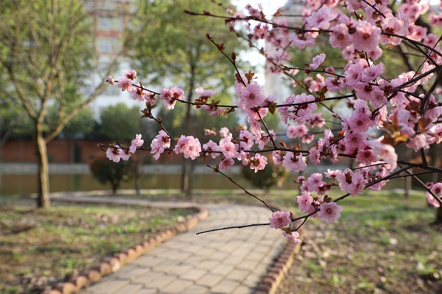 羊山紅葉李——春光著意綠扶紅 紫葉紅花奐姿容