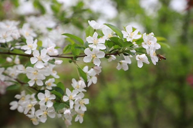 湖東海棠——帶聲來蕊上 連影在香中