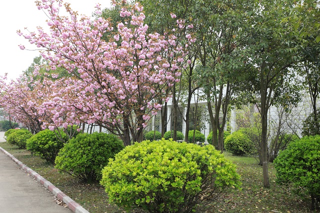 湖東水廠——紅芳艷兮花似霧 綠陰徑兮葉生煙