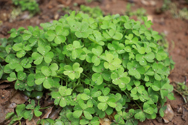 南灣水廠——晨露粘玉盤 庭院葉尚青