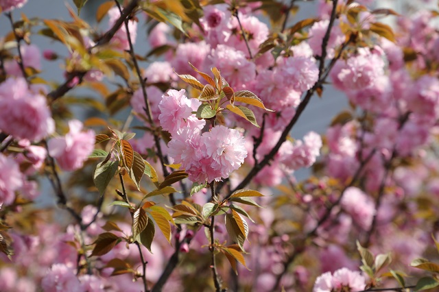 湖東櫻花——層層圍珠璣 團(tuán)團(tuán)錦繡簇