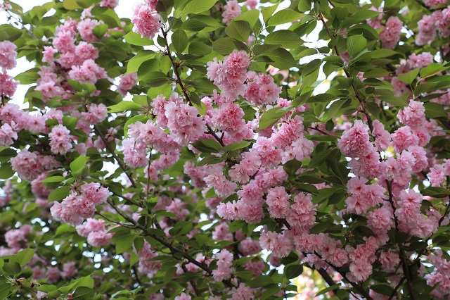 羊山加壓站——瓊枝迎春來 瀲滟醉花開