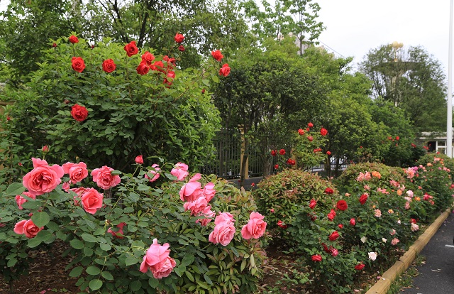 羊山院區(qū)——月季花開滿院宣 芳香四溢沁青天