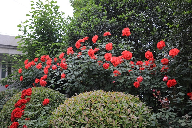 羊山院區(qū)——嬌顏映日含香遠(yuǎn) 四時(shí)常放淺深紅