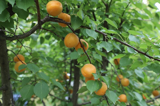 湖東水廠——杏子壓枝黃半熟